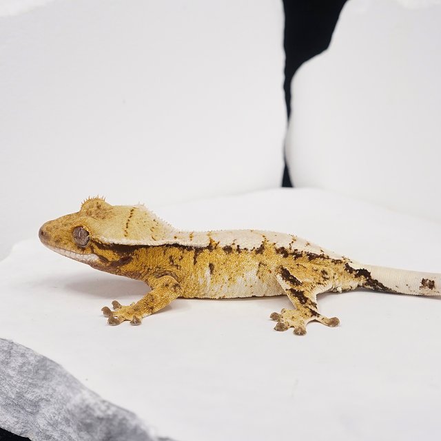 Tri Extreme Harlequin