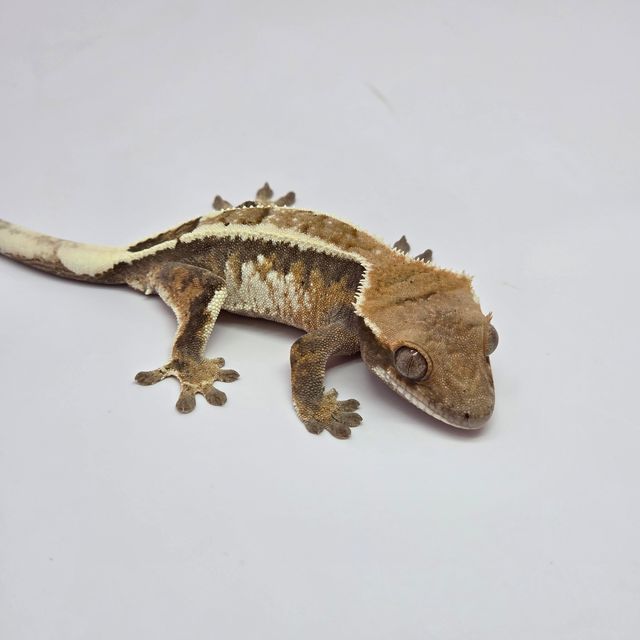 세이블