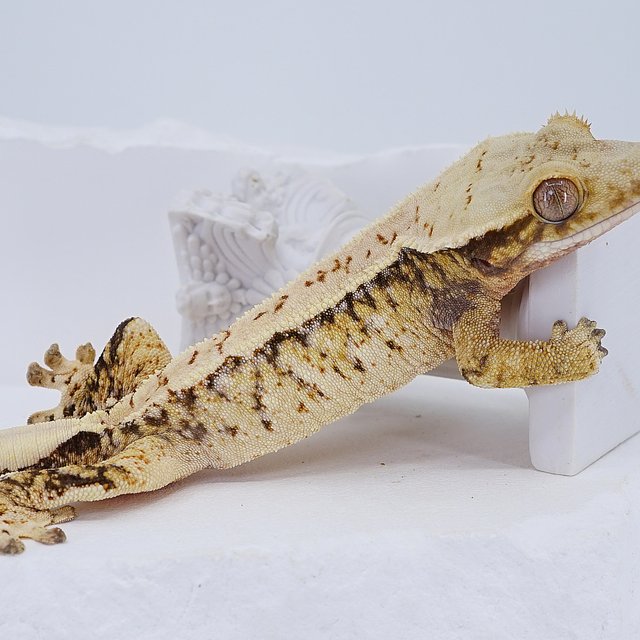 Tri Extreme Harlequin