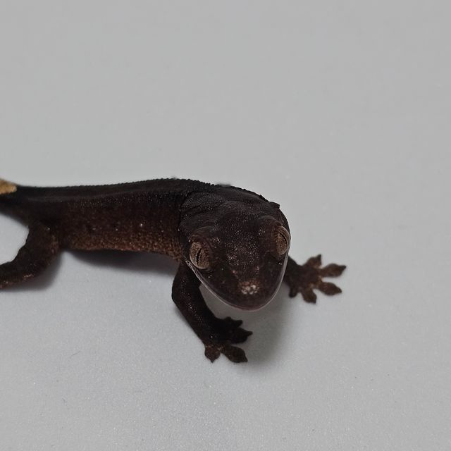 챠콜 알티