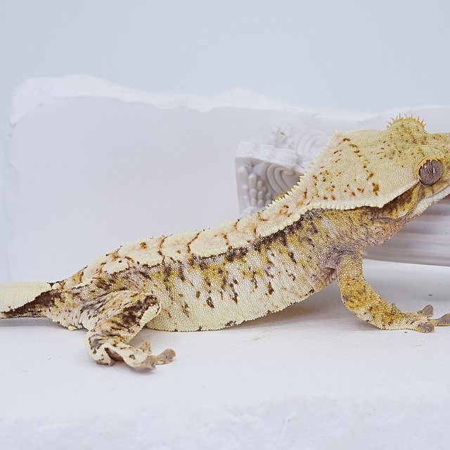 Tri Extreme Harlequin Drippy White Spot