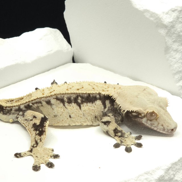 드리피 화이트스팟