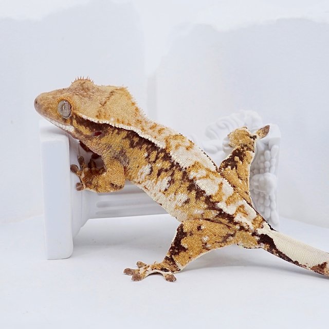 트라이 익스트림할리퀸