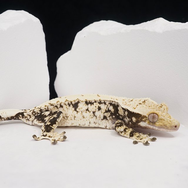 White Extreme Harlequin White Spot