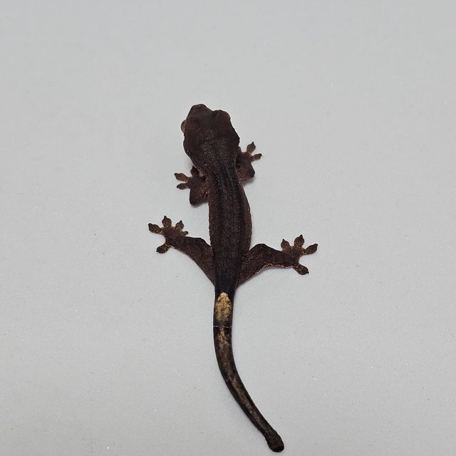 챠콜 알티