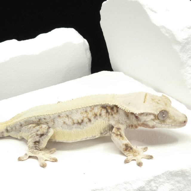 Solid Back Lilly White