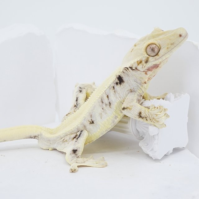 Solid Back Lilly White