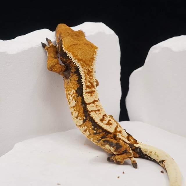 텐저린 트라이 익스트림할리퀸