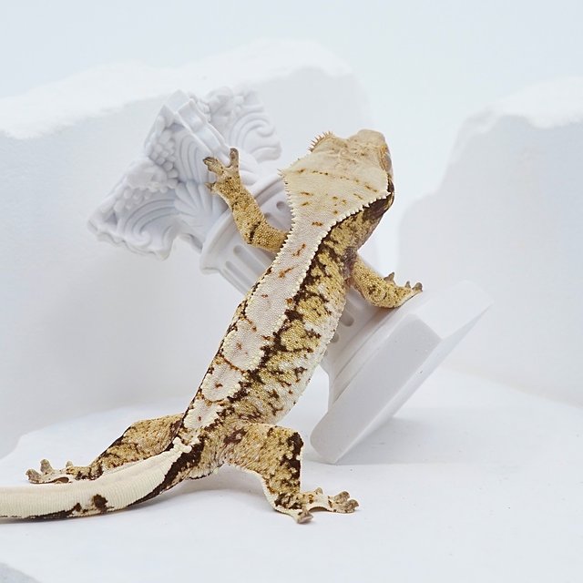 드리피 화이트스팟