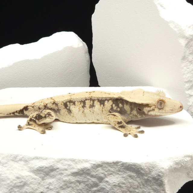 Extreme Harlequin Tri