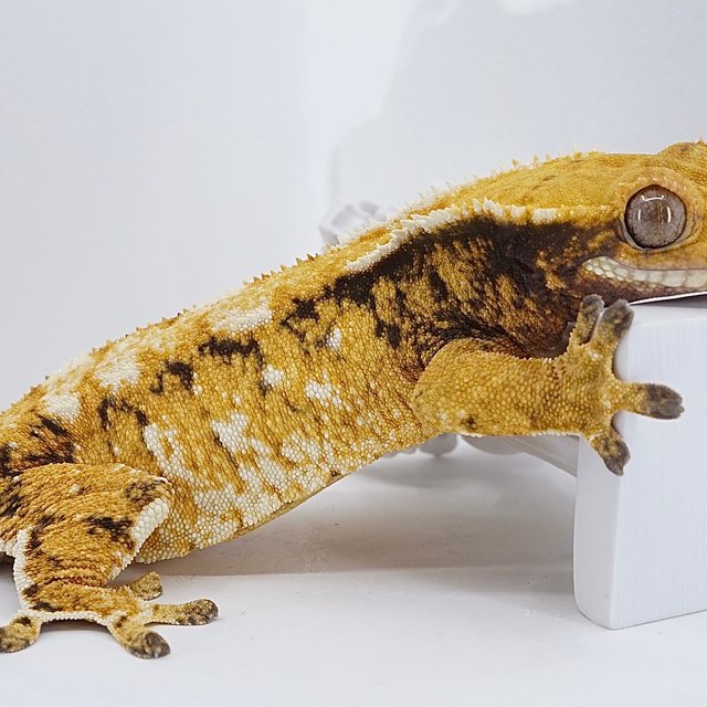 텐저린 드리피 화이트스팟