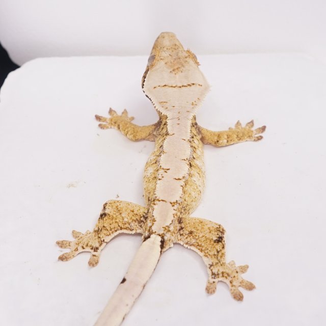 드리피 화이트스팟