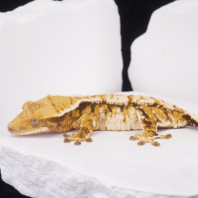 드리피 화이트스팟 트라이