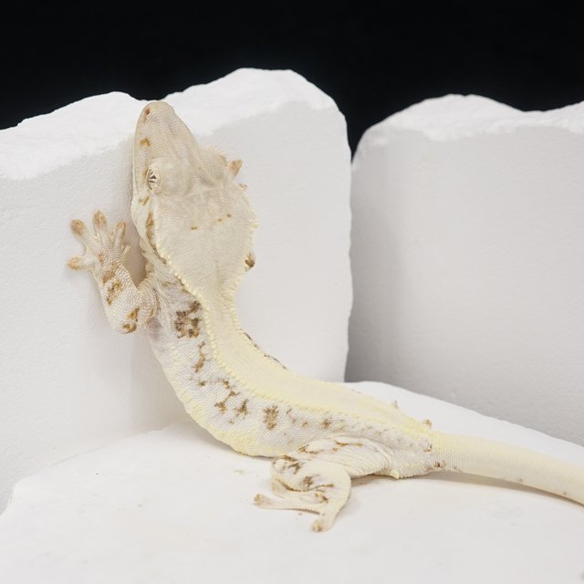 Solid Back Lilly White