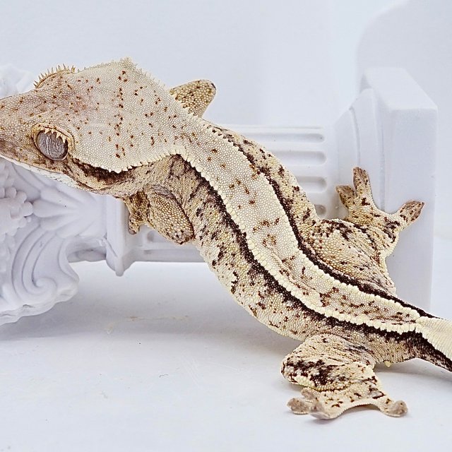 풀핀 쿼드 트라이