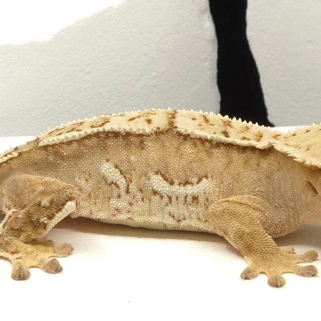 크림시클
