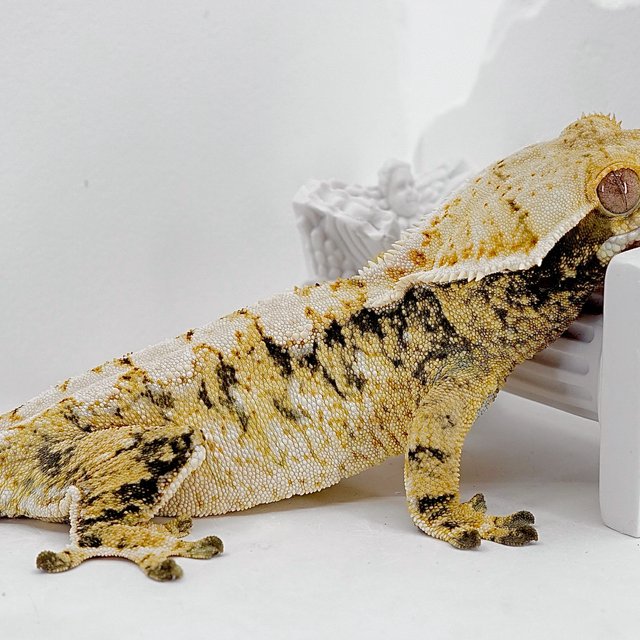 화이트크라운 트라이 익스트림할리퀸