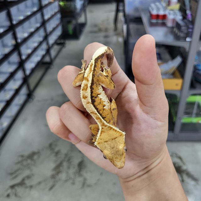 트라이 화이트핀 바브