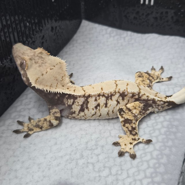 Tri Extreme Harlequin