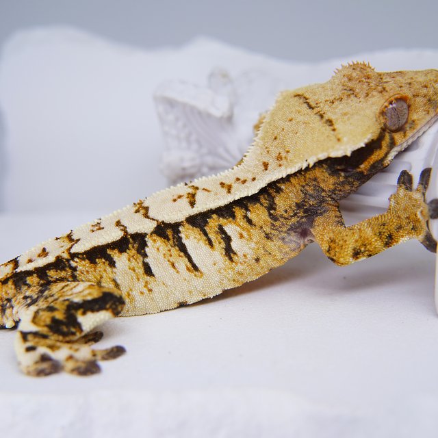 Tri Extreme Harlequin