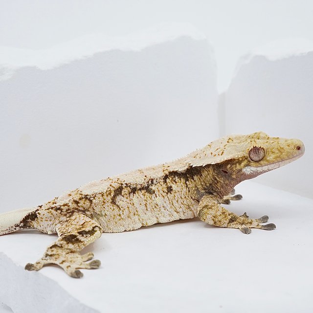 드리피 화이트스팟 트라이