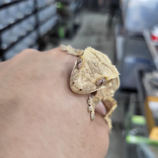 트라이
