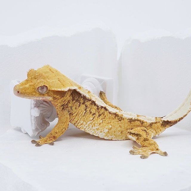 레드 트라이 익스트림할리퀸