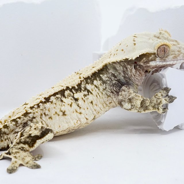 Drippy Extreme Harlequin White Spot