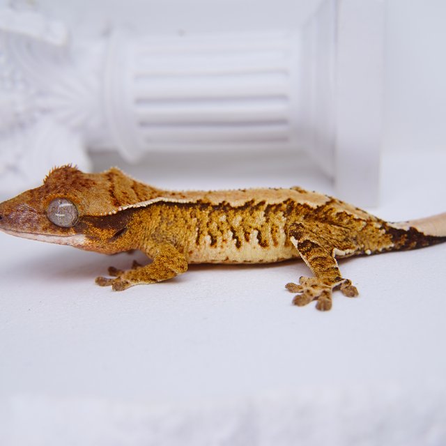 Tangerine White Spot Tri Extreme Harlequin