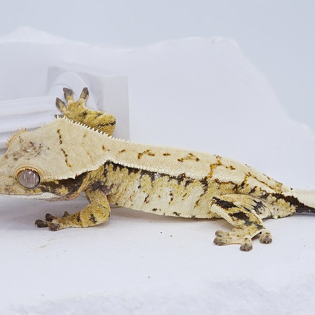 Tri Extreme Harlequin