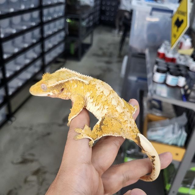트라이 드리피 텐저린