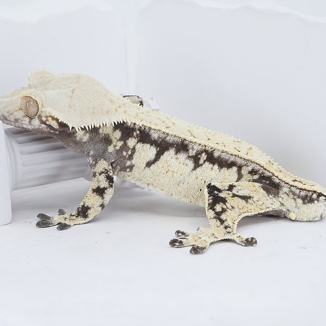 White Quad Pinstripe Tri