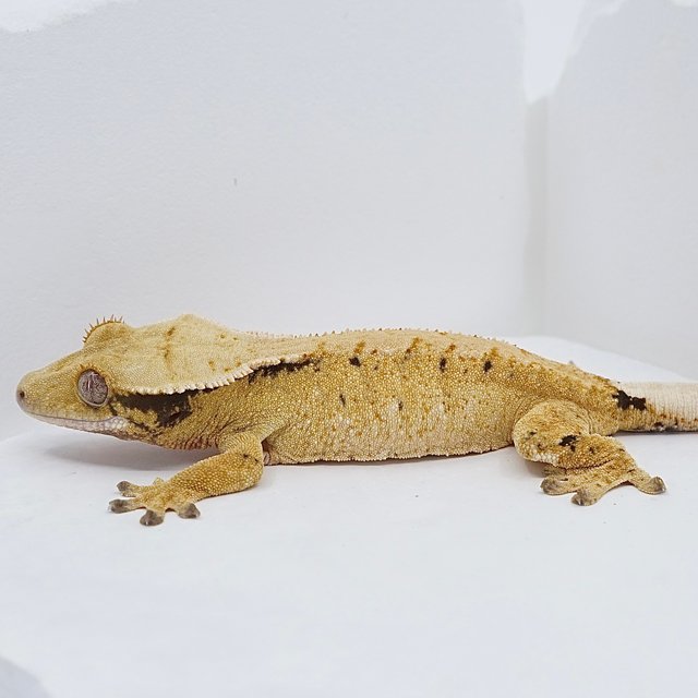 익스트림할리퀸