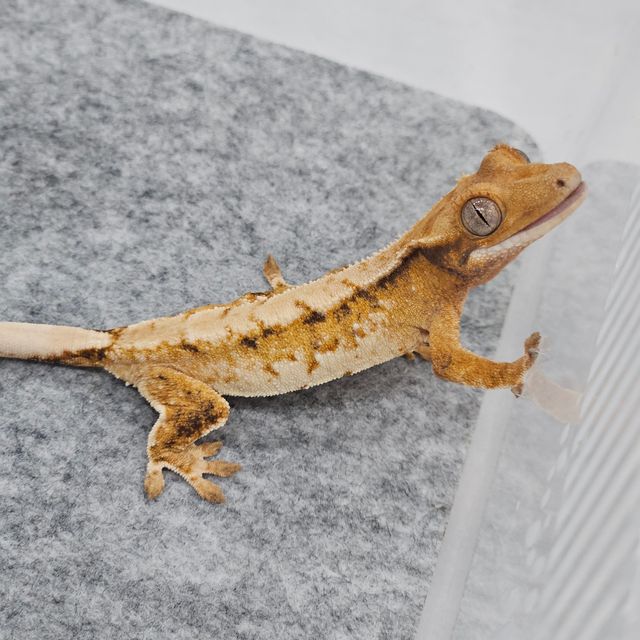 트라이