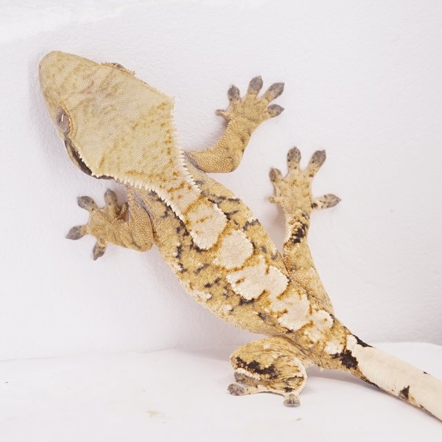 트라이 익스트림할리퀸