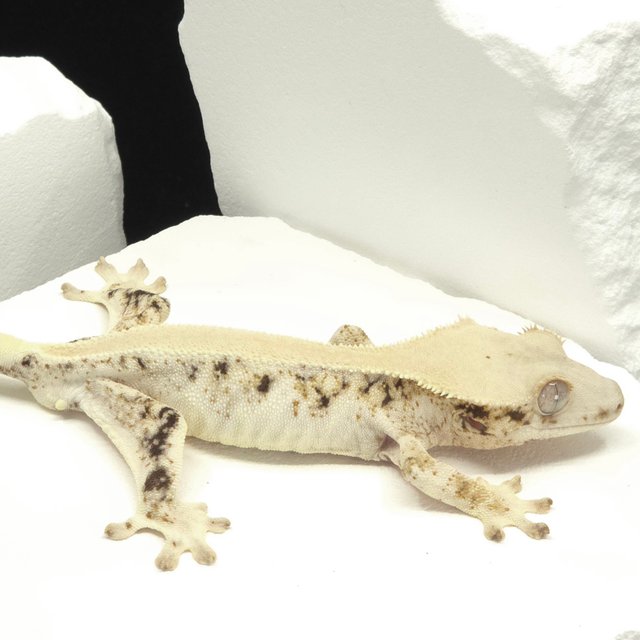 솔리드백 릴리화이트