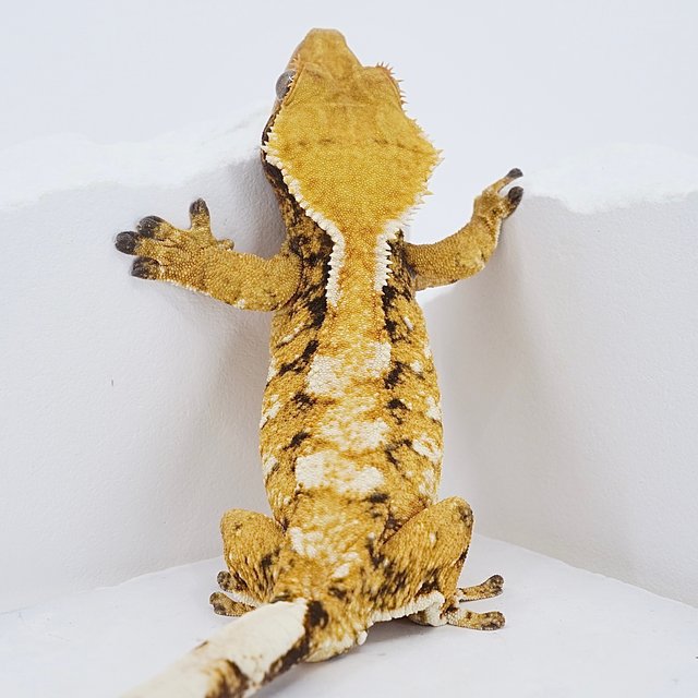 텐저린 드리피 화이트스팟