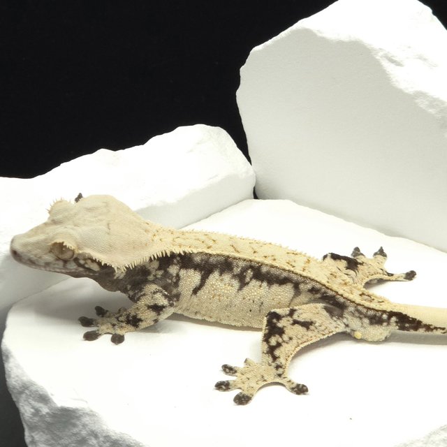 드리피 화이트스팟