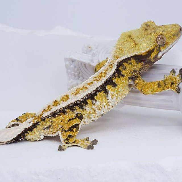 Tri Extreme Harlequin