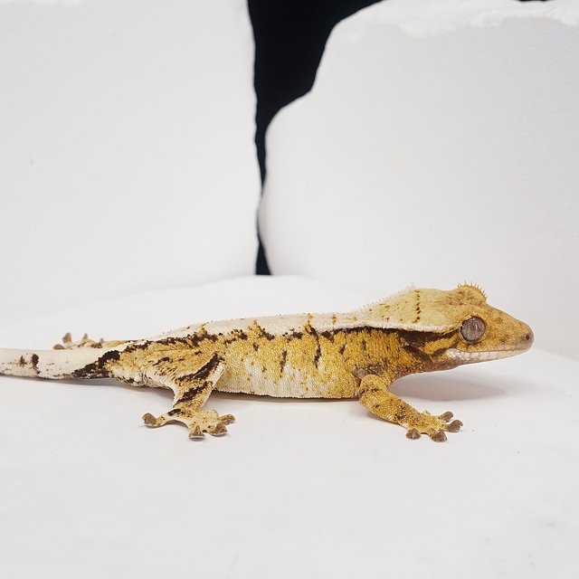 Tri Extreme Harlequin