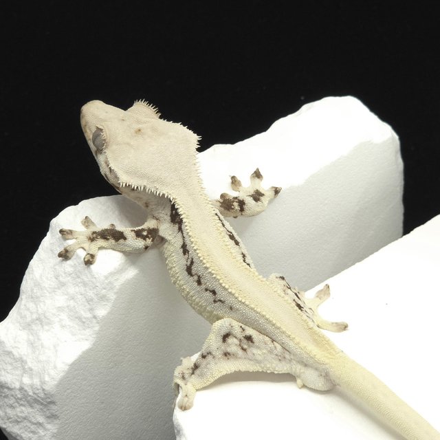 솔리드백 릴리화이트