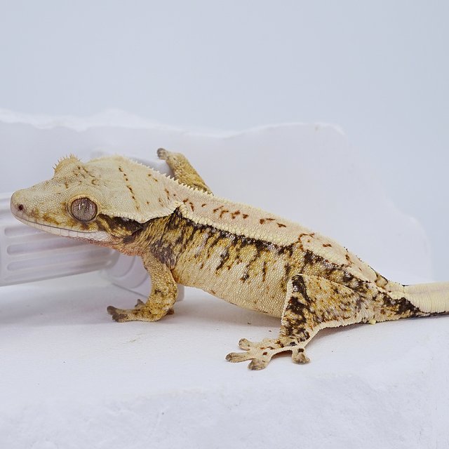 Tri Extreme Harlequin