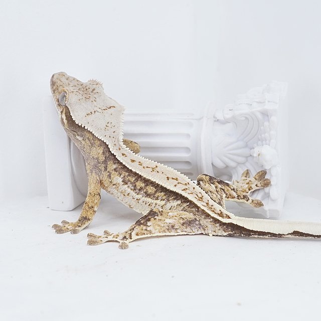 Quad Pinstripe Tri White Pin White Spot