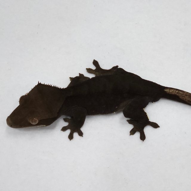 블랙 챠콜 알티