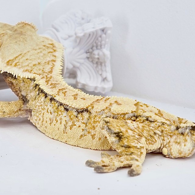 Tri Extreme Harlequin