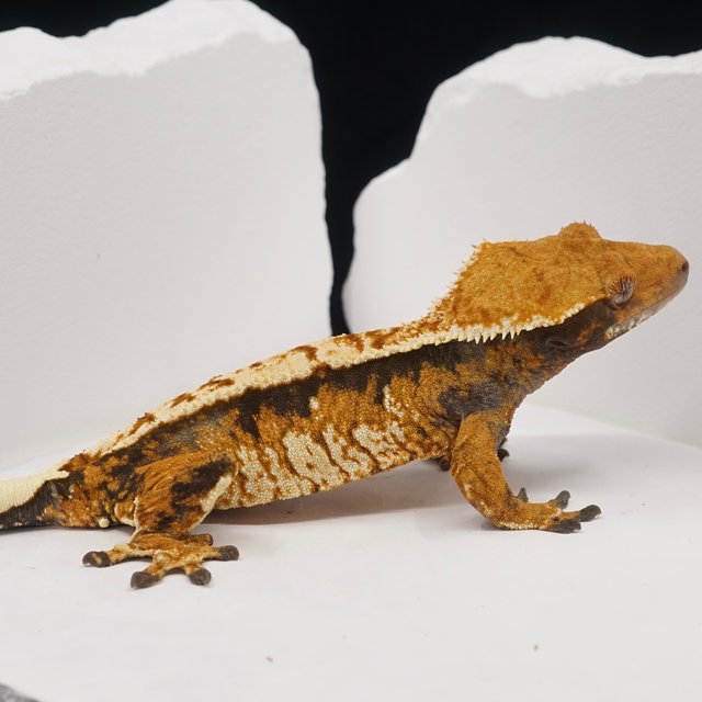 텐저린 트라이 익스트림할리퀸