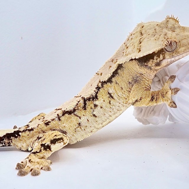 트라이 익스트림할리퀸