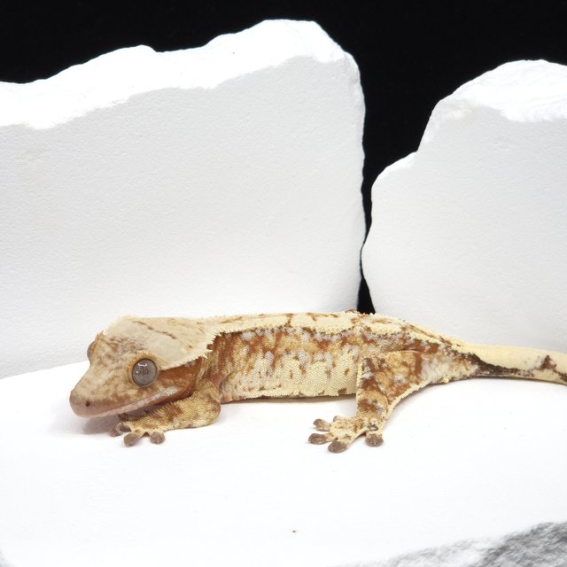 레드 드리피 화이트스팟