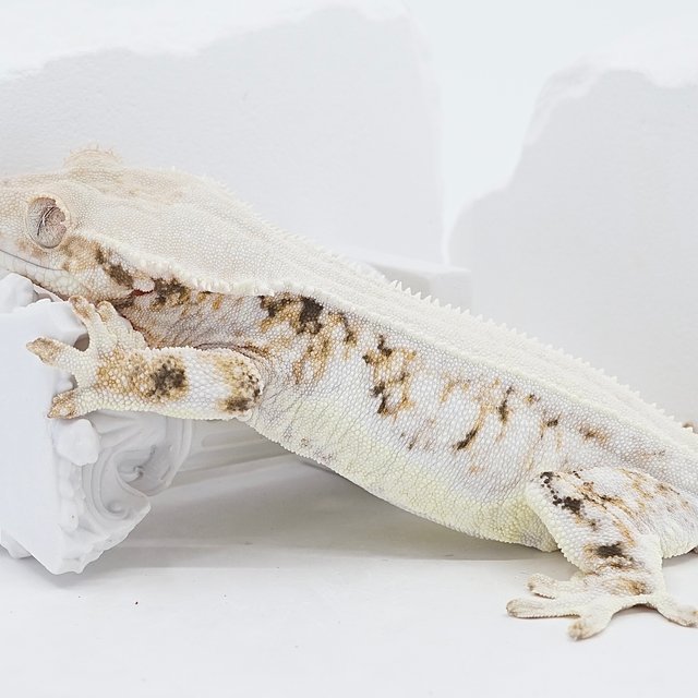 Solid Back Lilly White