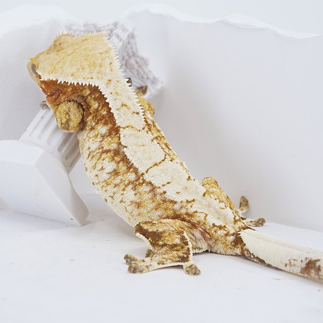 Red Tri Extreme Harlequin